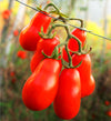 Corbarini Tomatoes