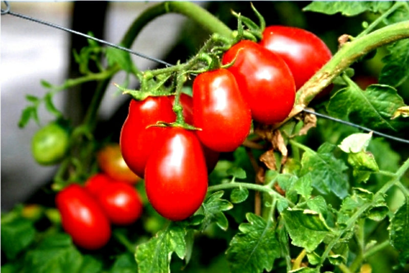 Corbarini Tomatoes