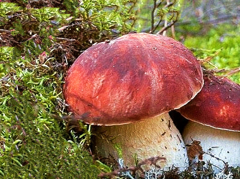 Premium Red Head  (Testa Rossa) Porcini Mushrooms
