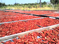 Sun Dried Tomatoes from Salerno - Italy